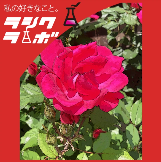 写真なのに絵画のような、ひときわ鮮やかなバラの美！🖌️🌹