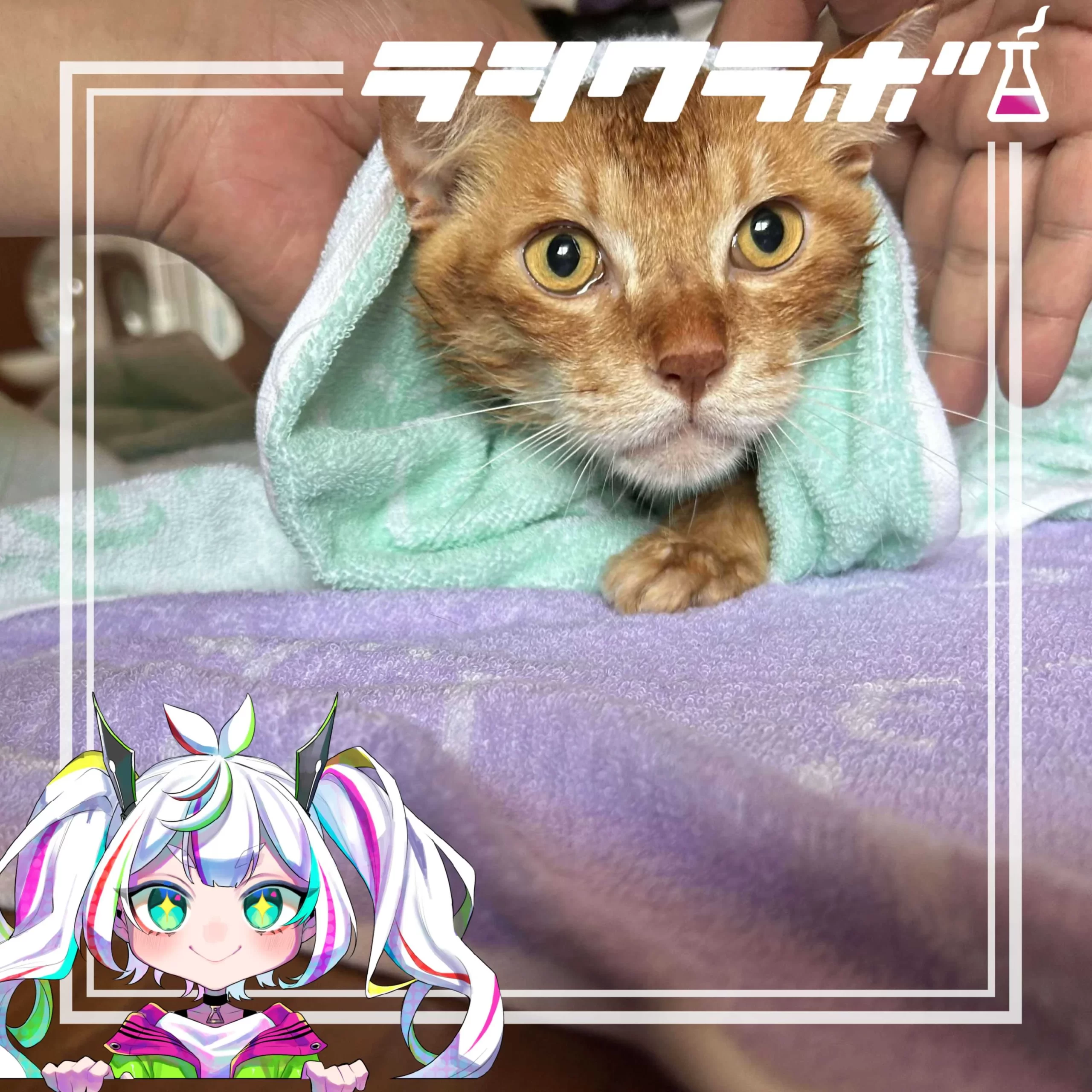 【猫の惑星】テンくん、ムギくんが入浴でリフレッシュ！✨