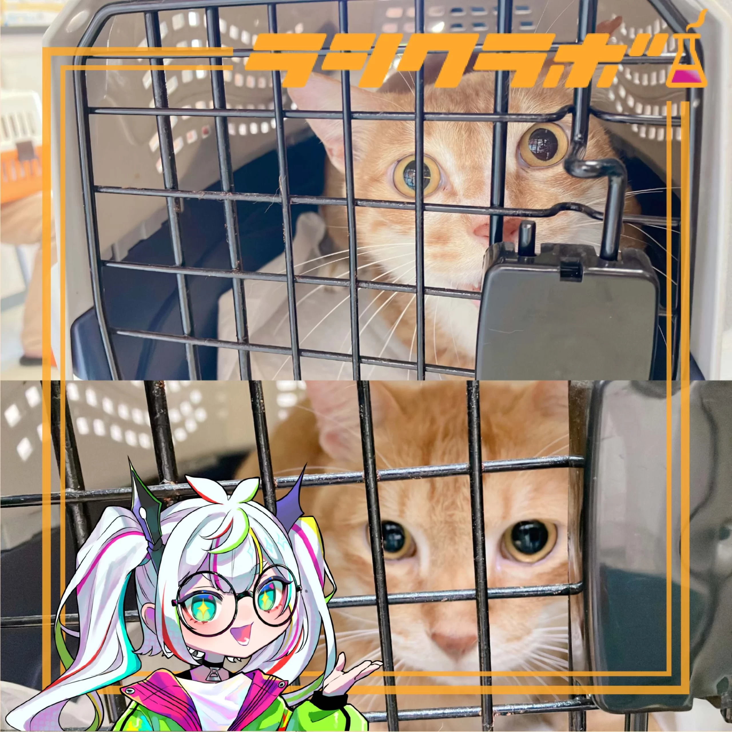 🐈ねこの惑星の様子💉