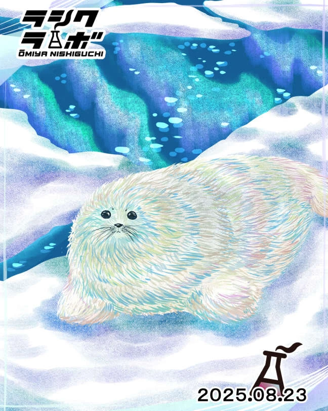 🌊アザラシ🌊