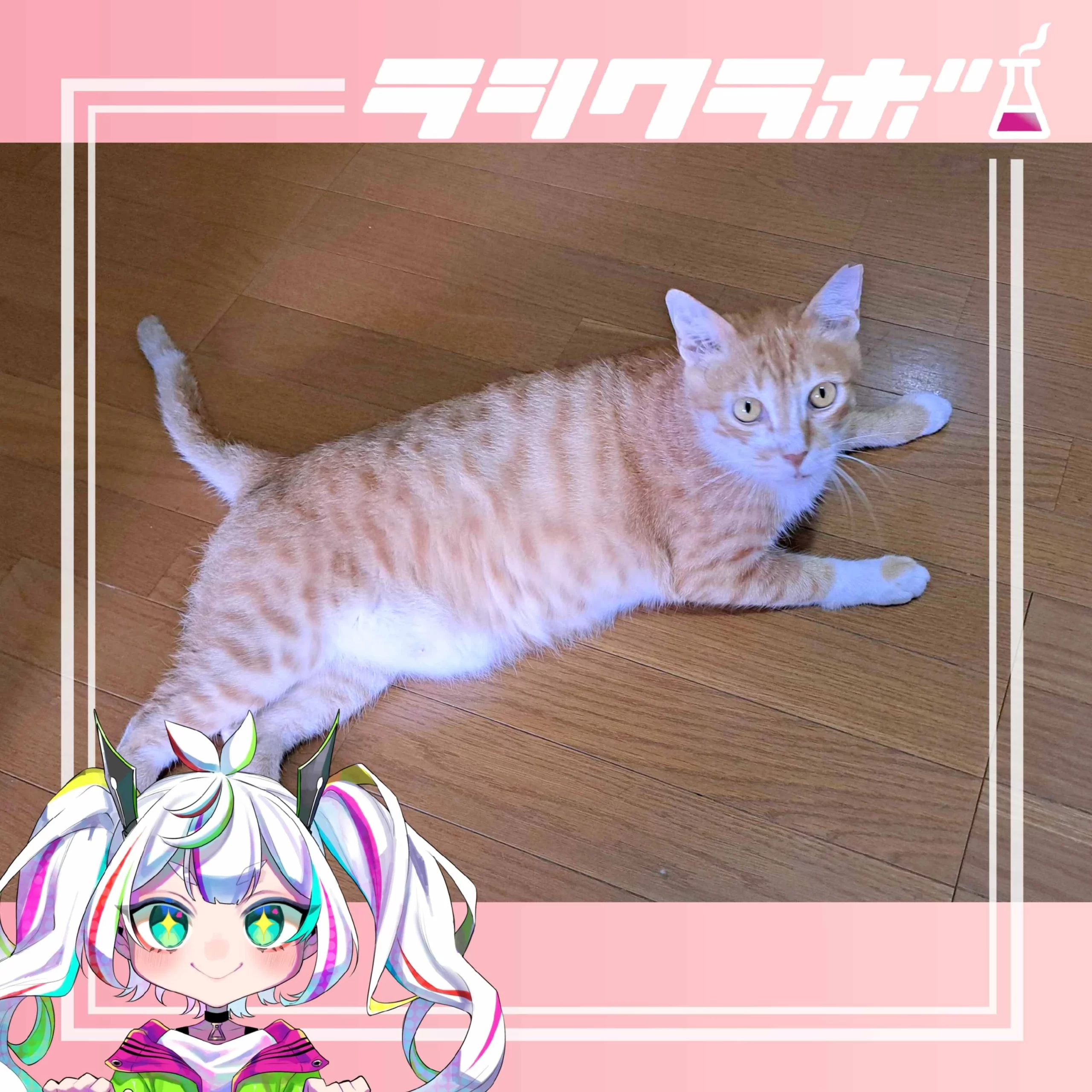 🐈施設外就労先ねこの惑星✨