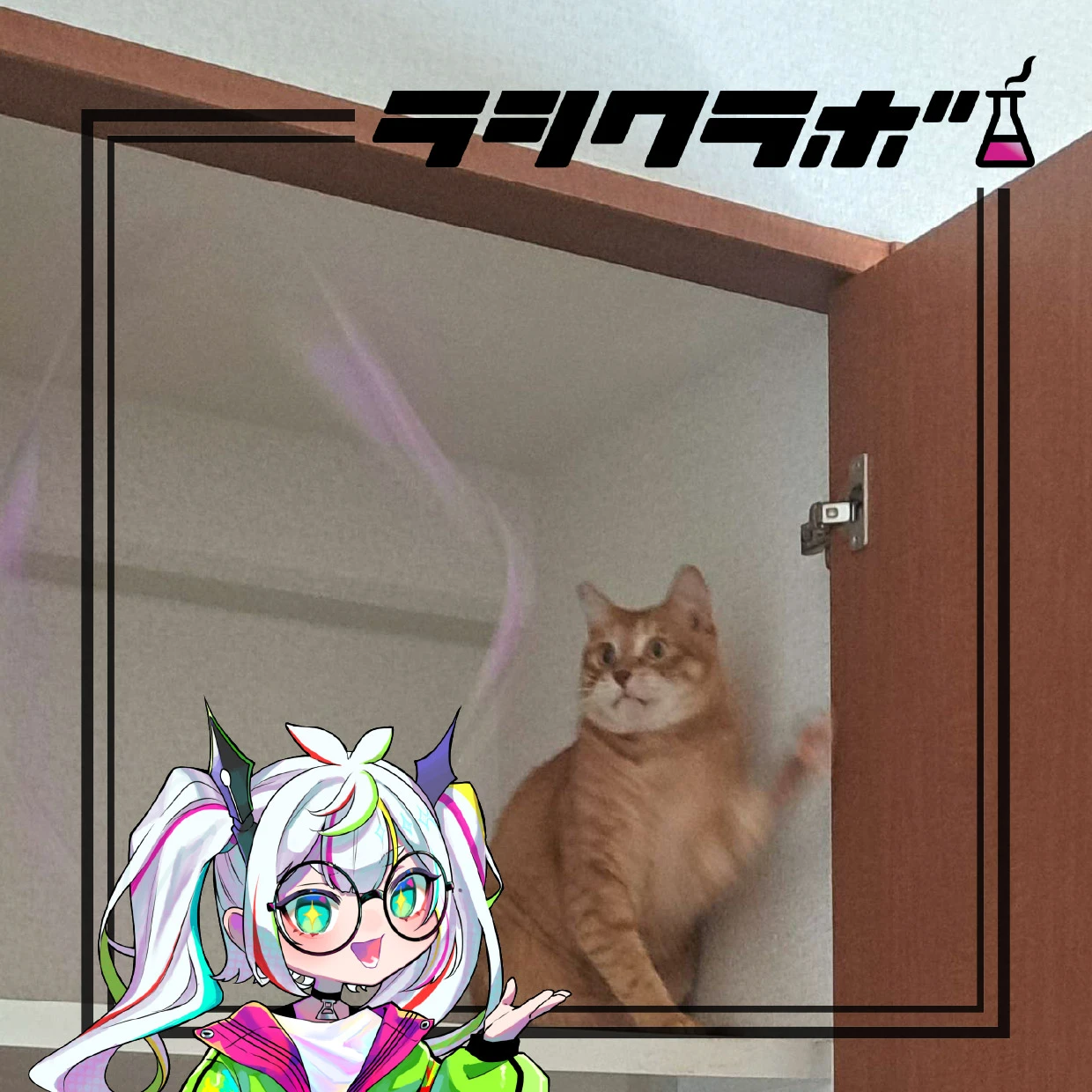 猫の惑星(猫の保護施設)のご紹介です！