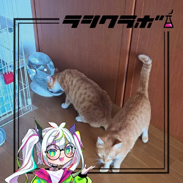 猫の惑星(猫の保護施設)のご紹介です🐈