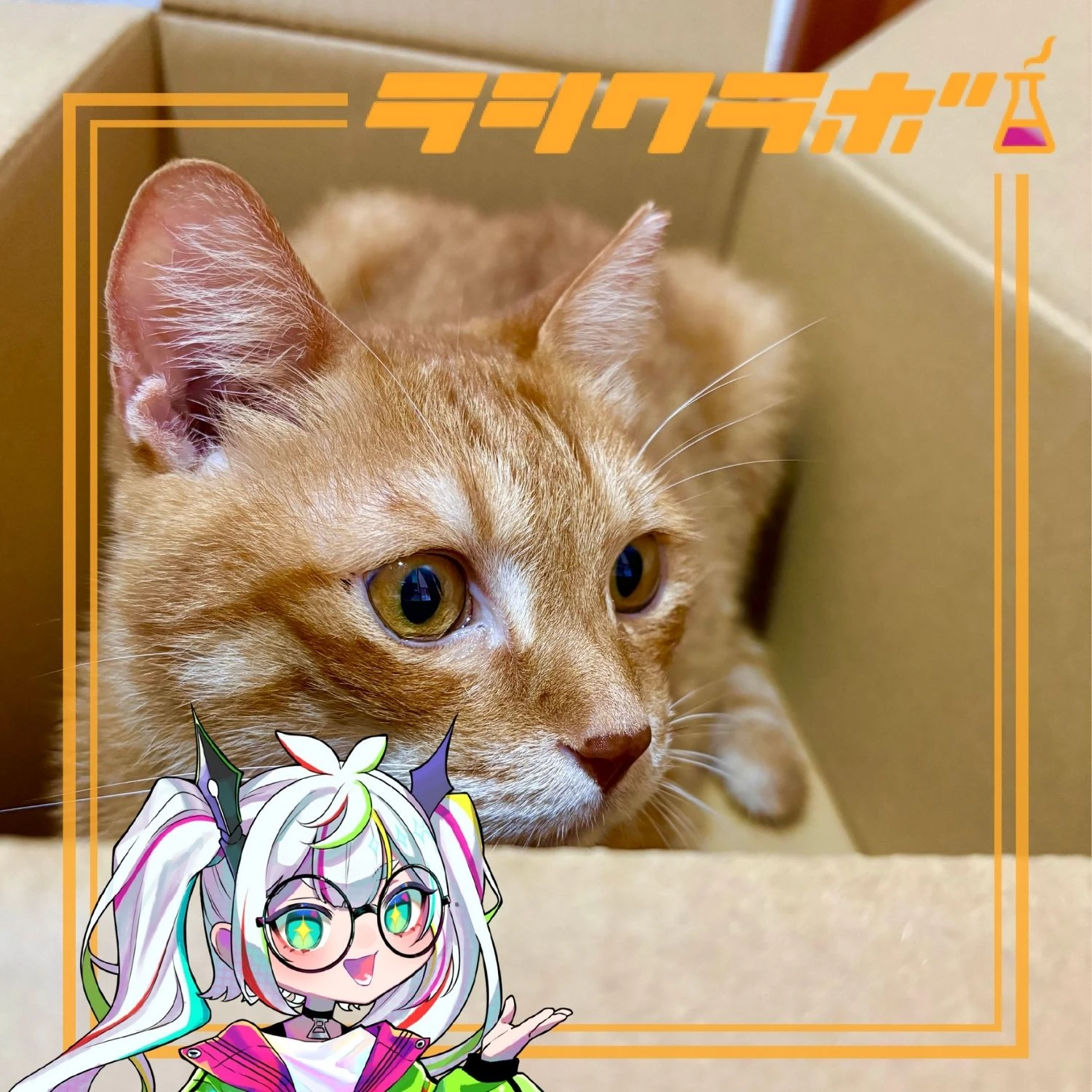 ねこわくの様子をご紹介！