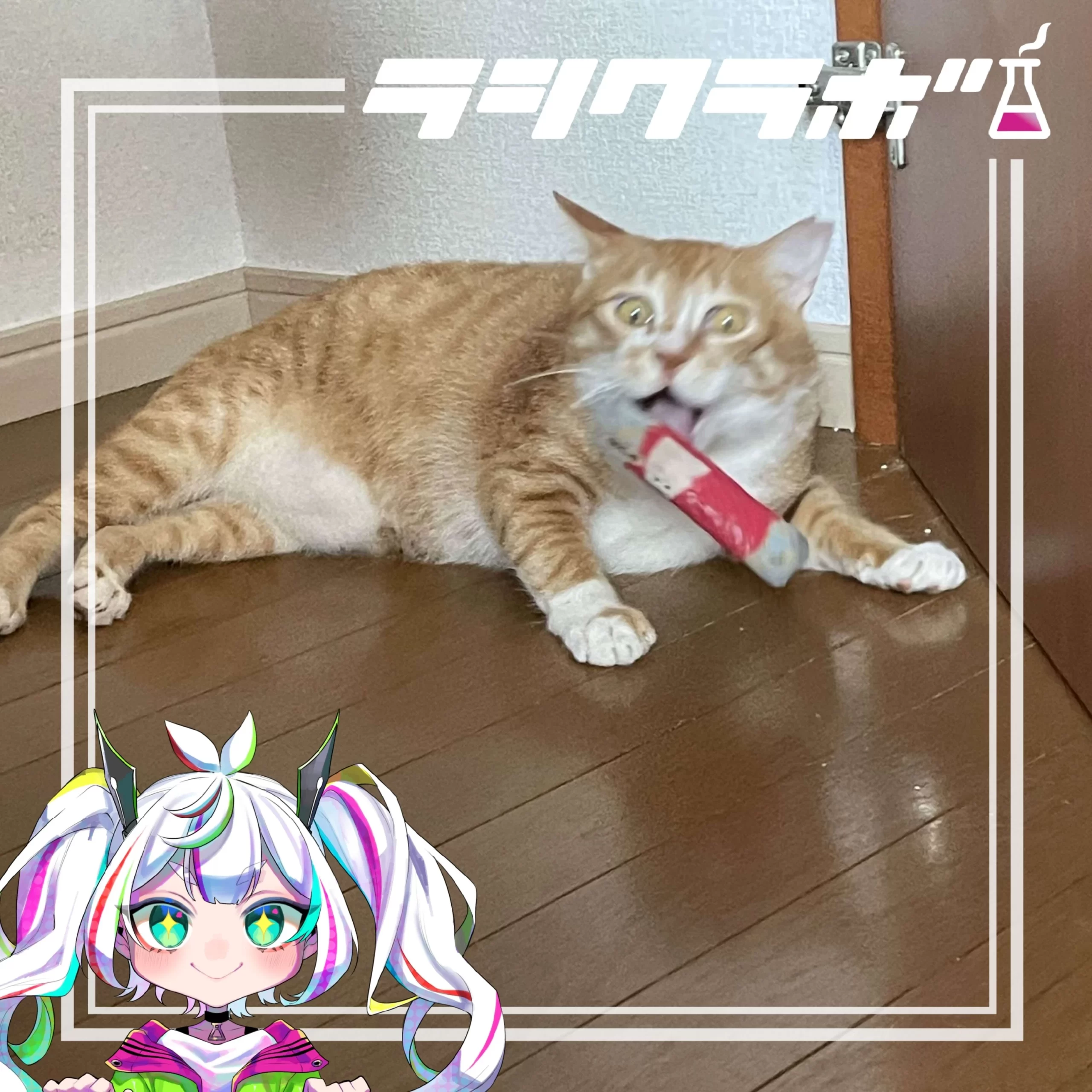 🐈むぎくんのキメ顔を激写！📸