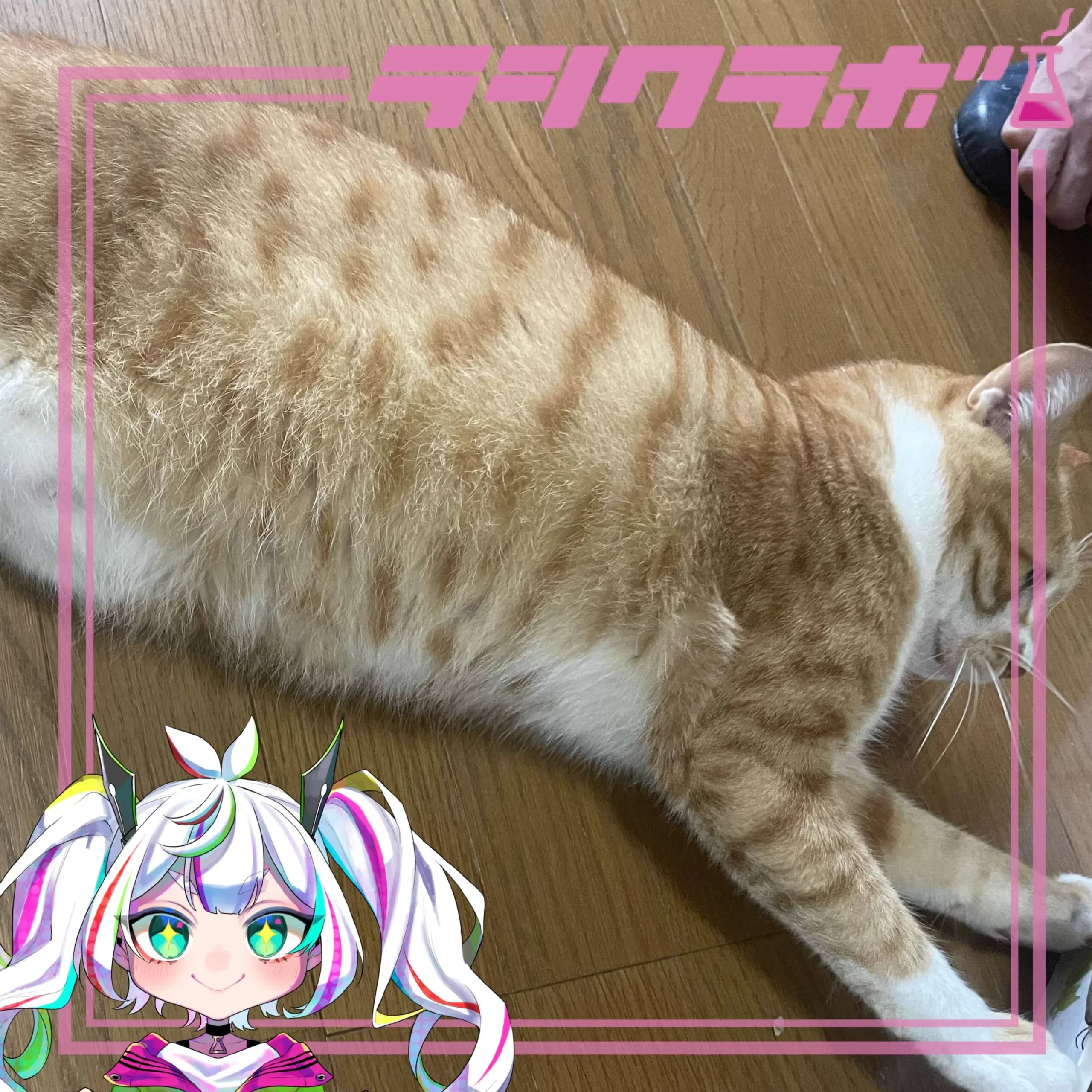 🐈猫の惑星(猫の保護施設)のムギくんについてご紹介🐾