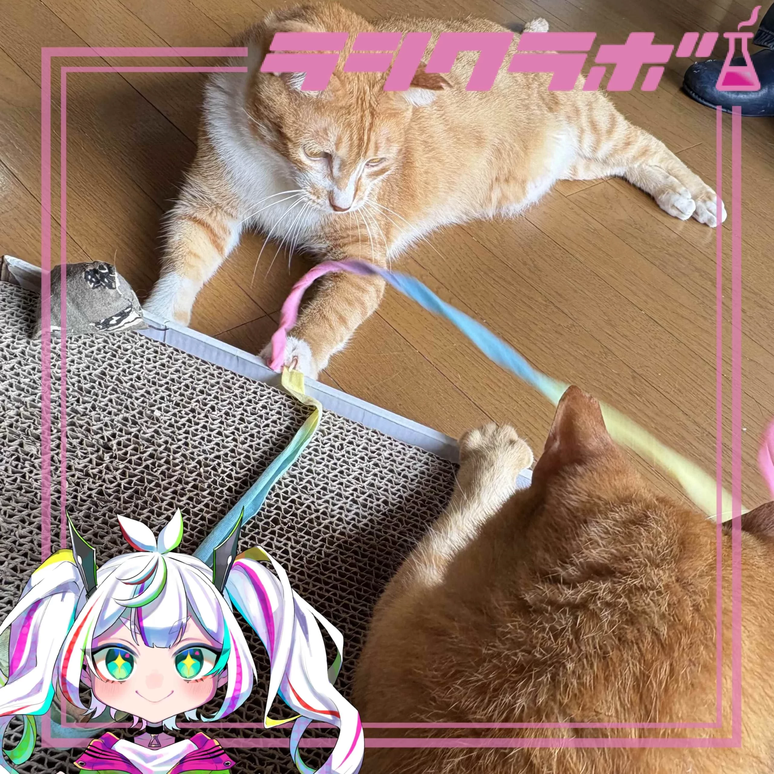 猫の惑星の様子をご紹介✨