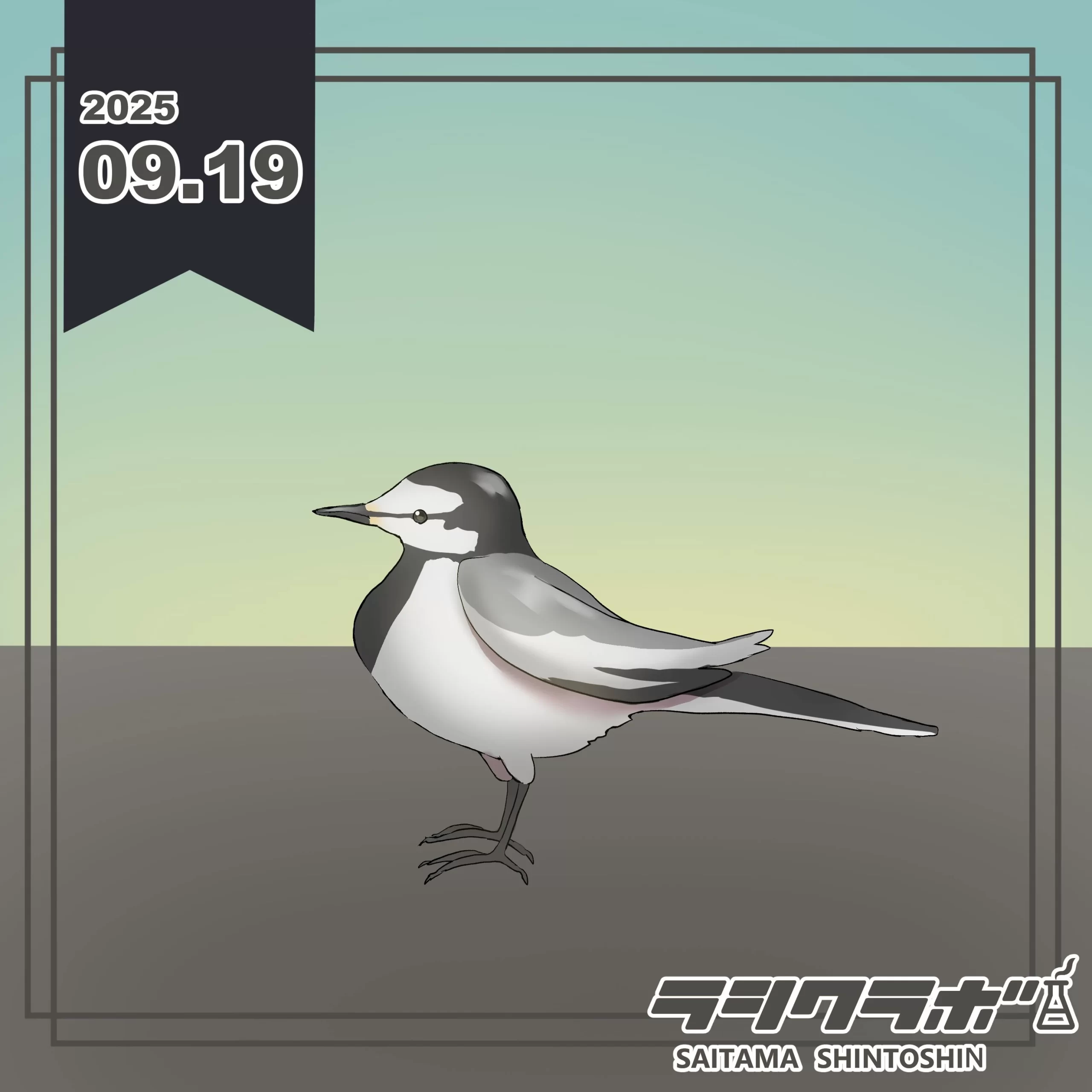 🕊️ハクセキレイ🕊️