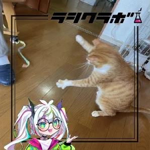 🐈猫のムギくんの様子🐈