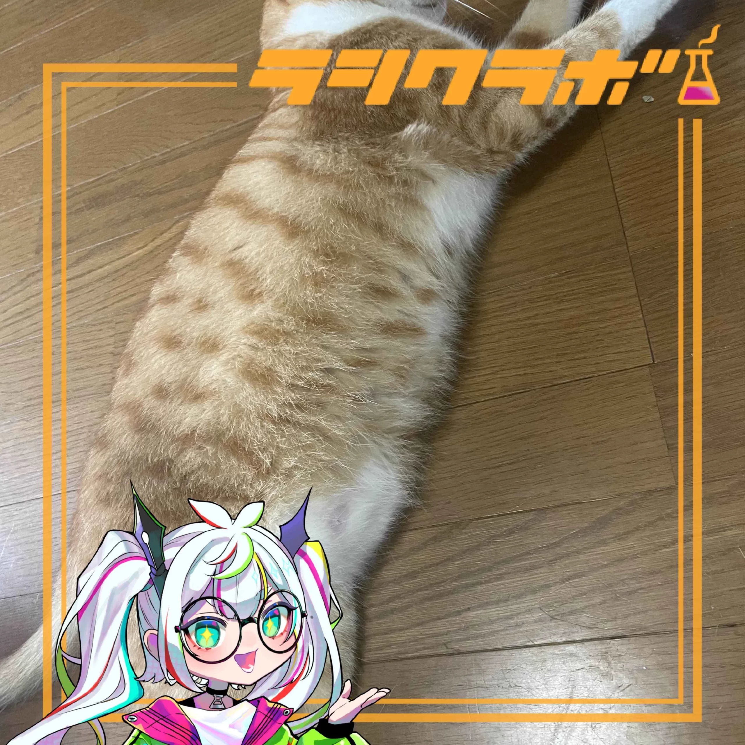 🐈猫の惑星をご紹介！ムギくんのむちむちおなか🐈