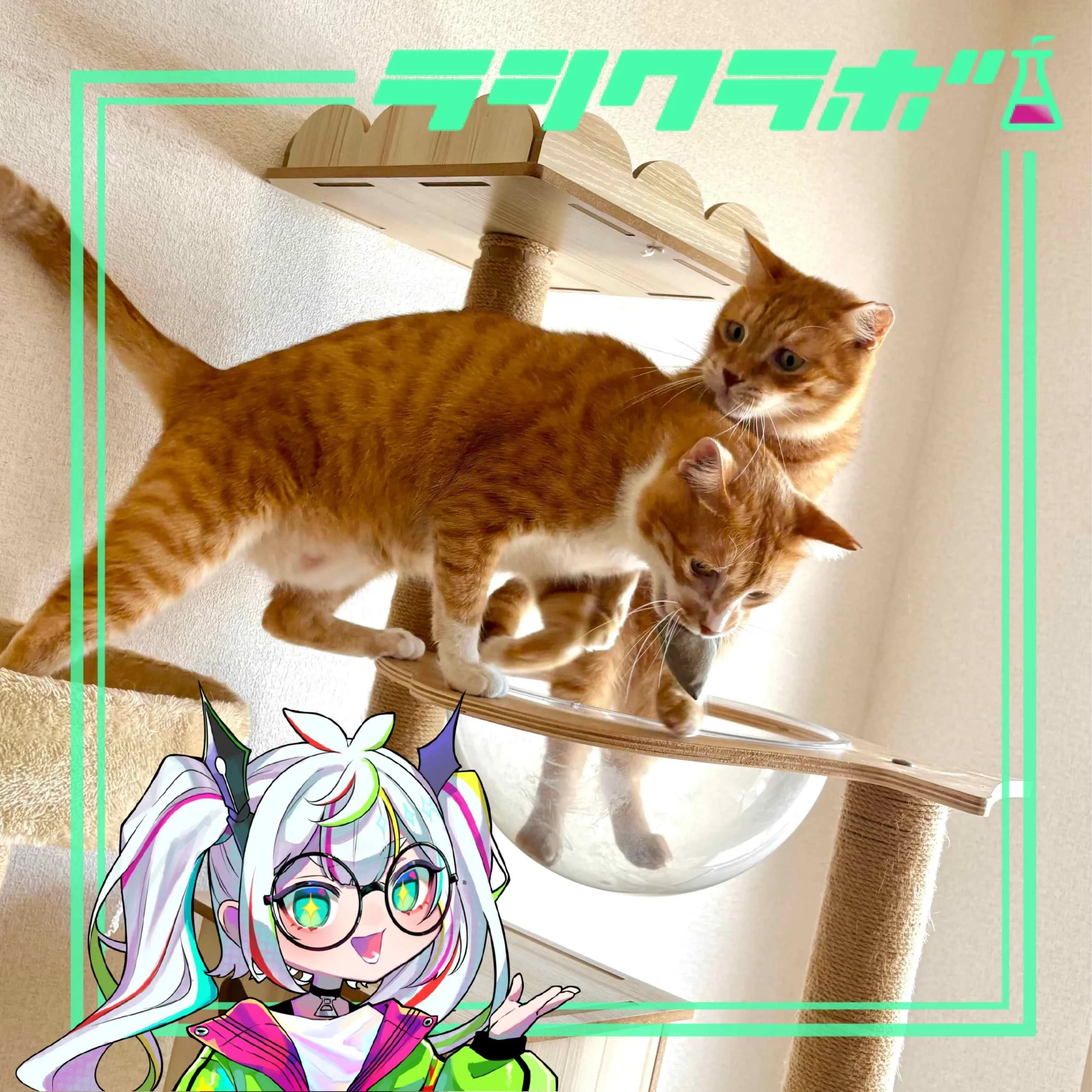 猫の惑星の様子をご紹介✨