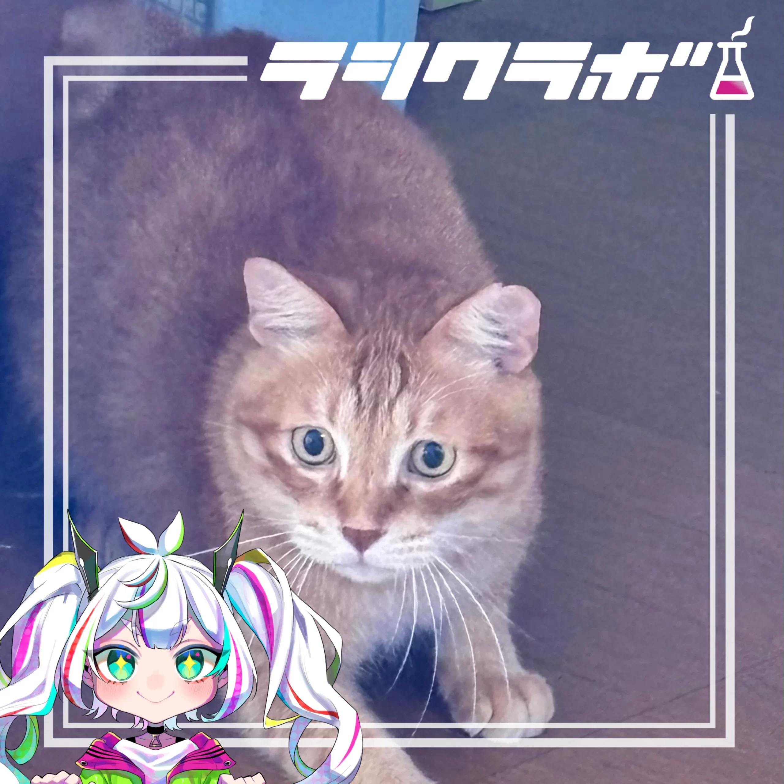 とっても可愛いテンくんのワンシーン🐱