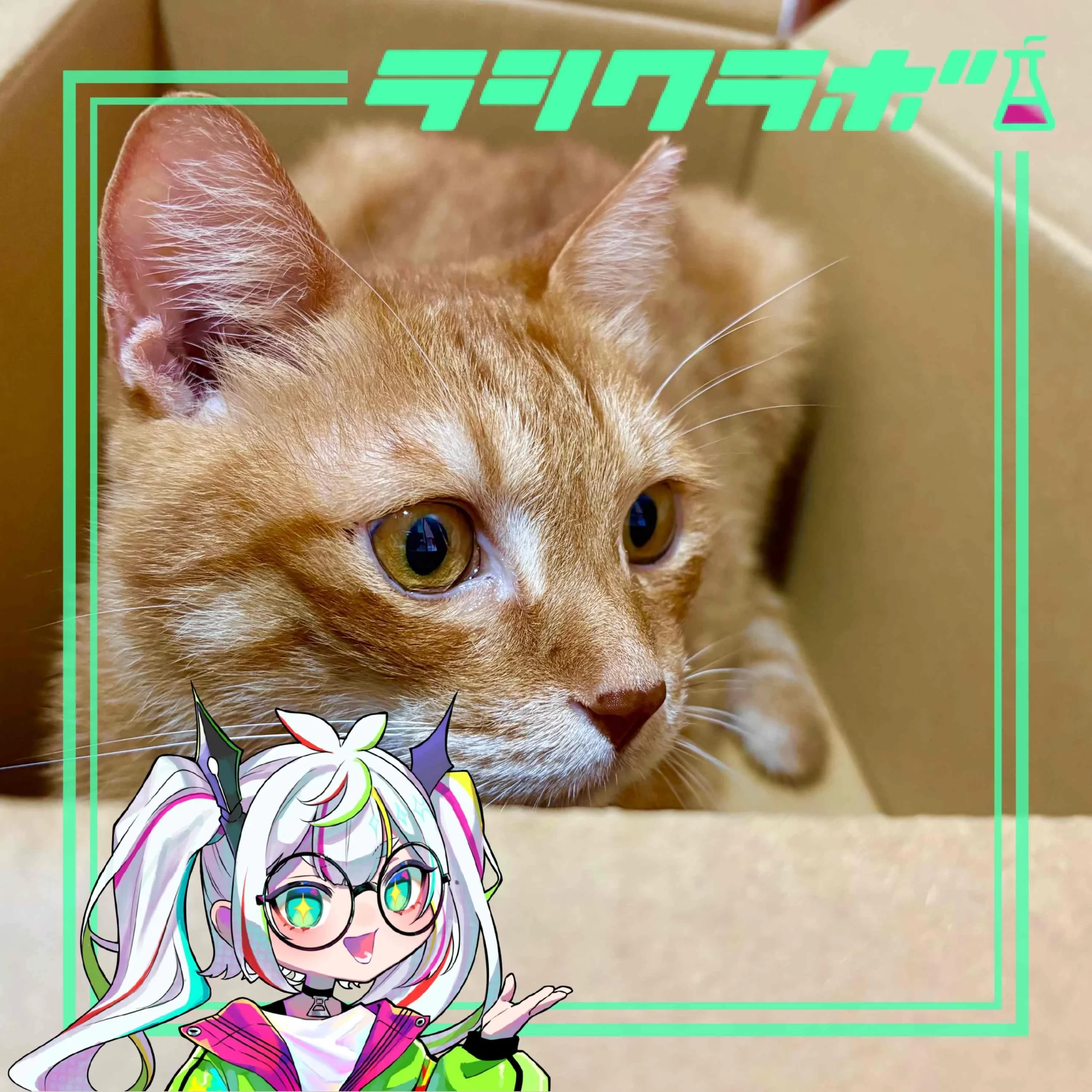 猫の惑星の様子をご紹介✨