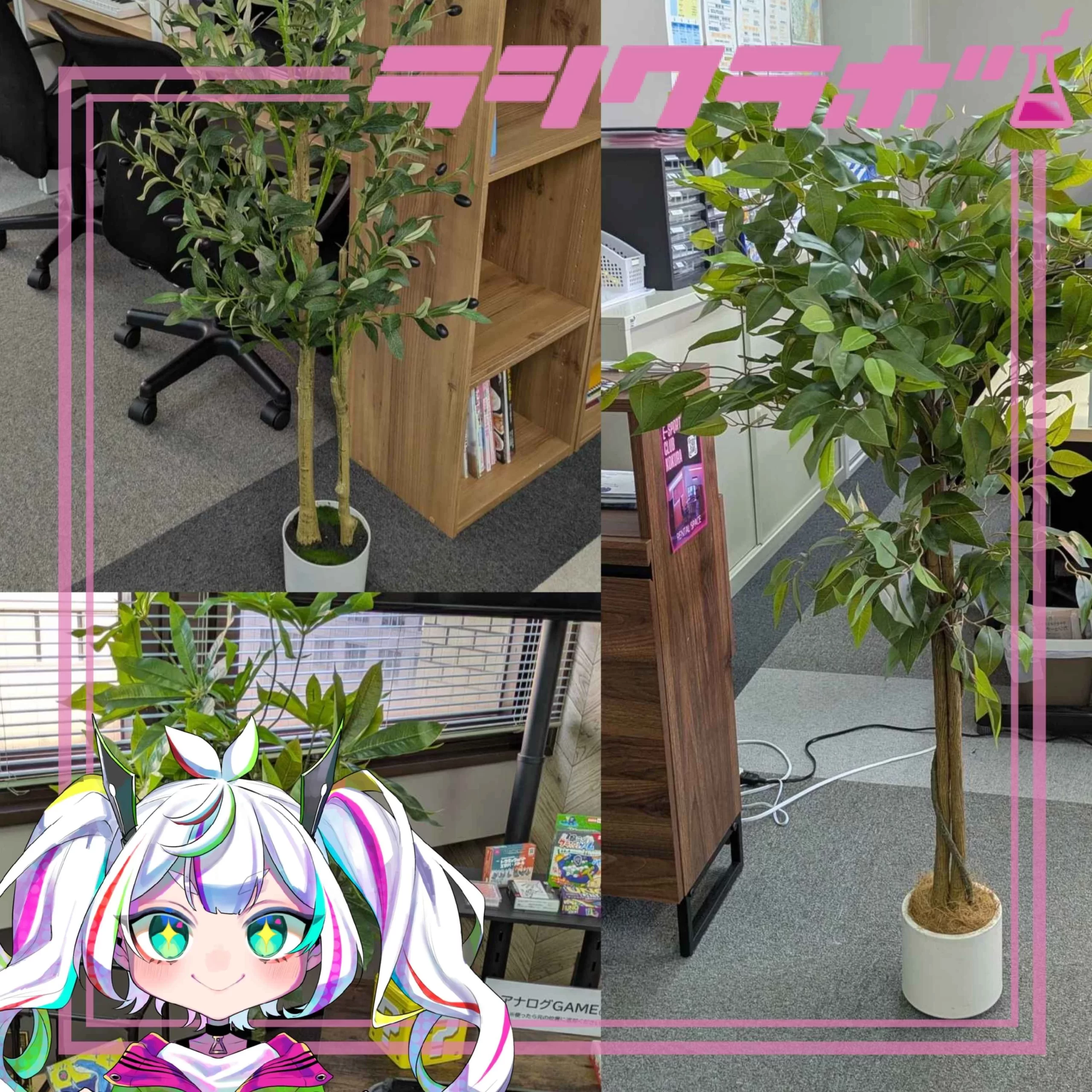 🪴観葉植物が届きました🪴