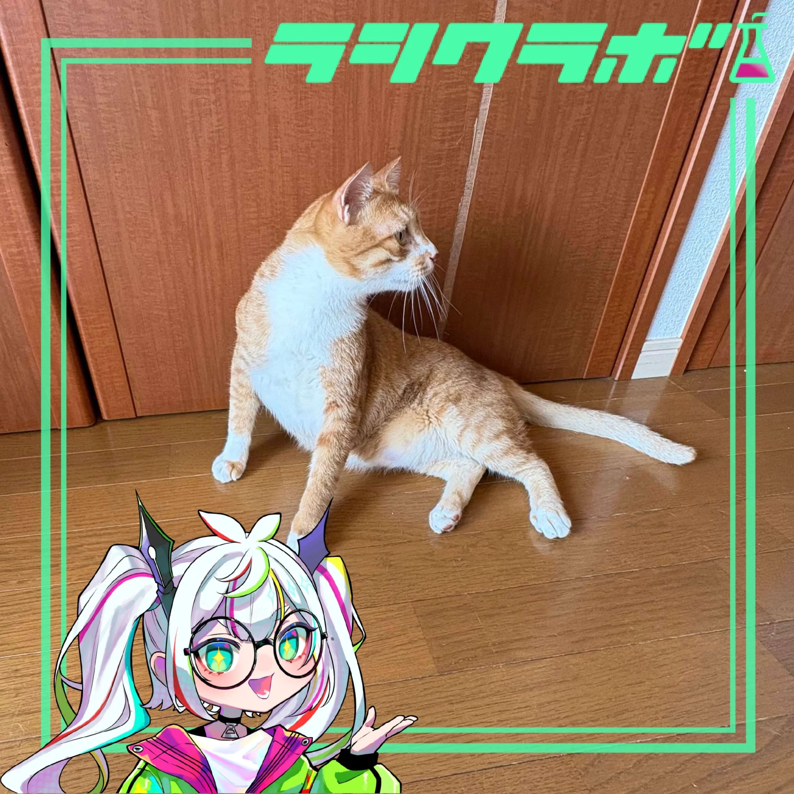 猫の惑星(猫の保護施設)の
ご紹介🐈