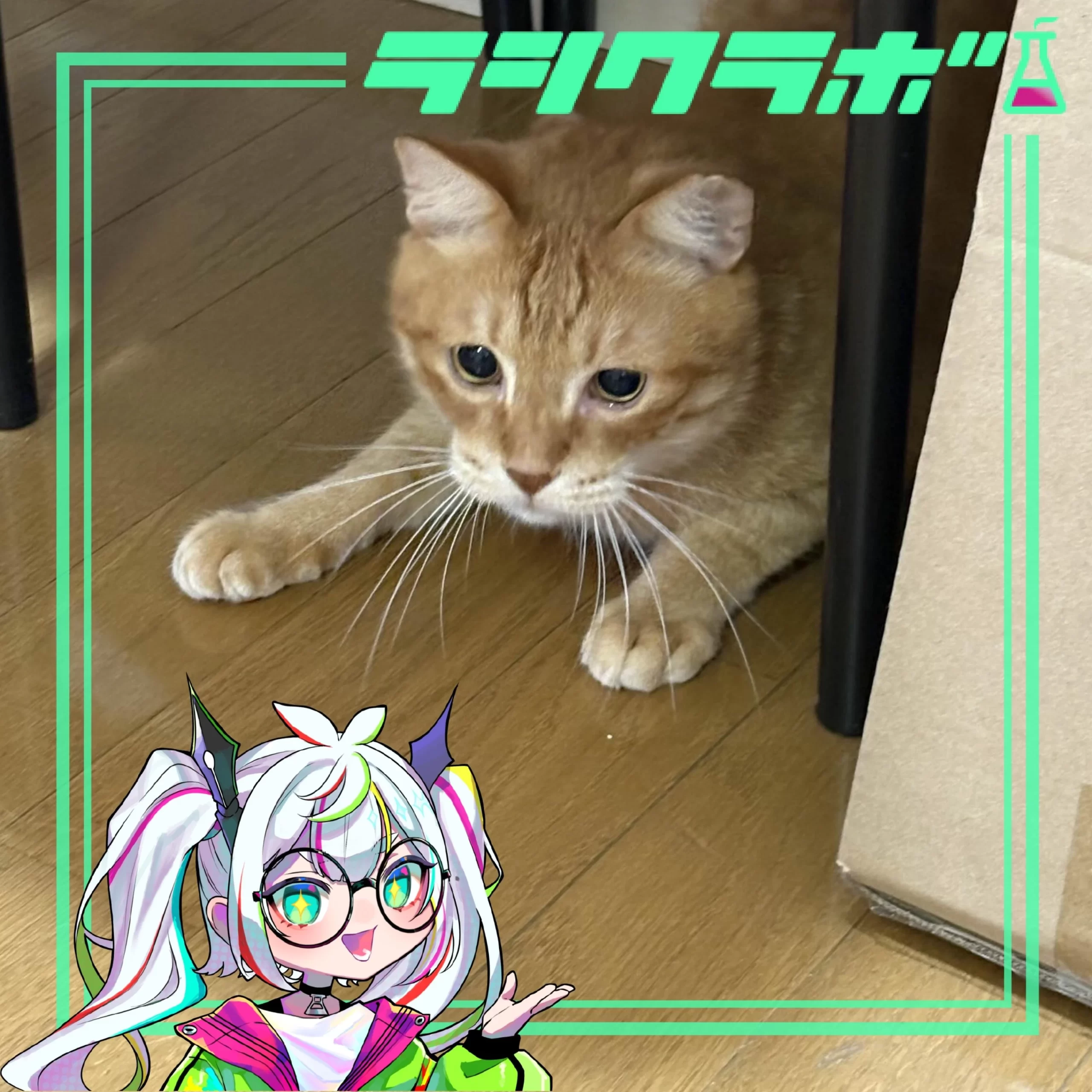 猫の惑星(猫の保護施設)の
ご紹介🐈