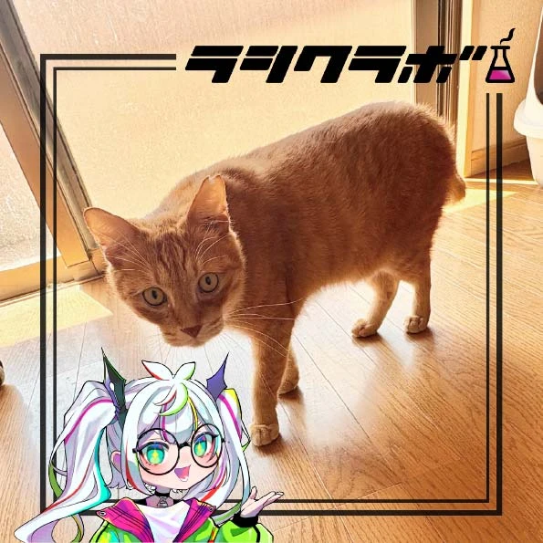 猫の保護施設のご紹介です🐈