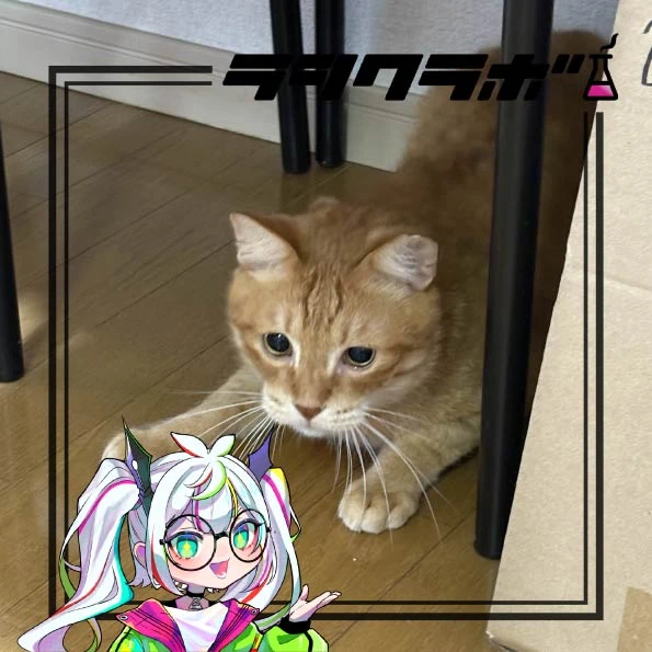 猫の保護施設のご紹介です🐈