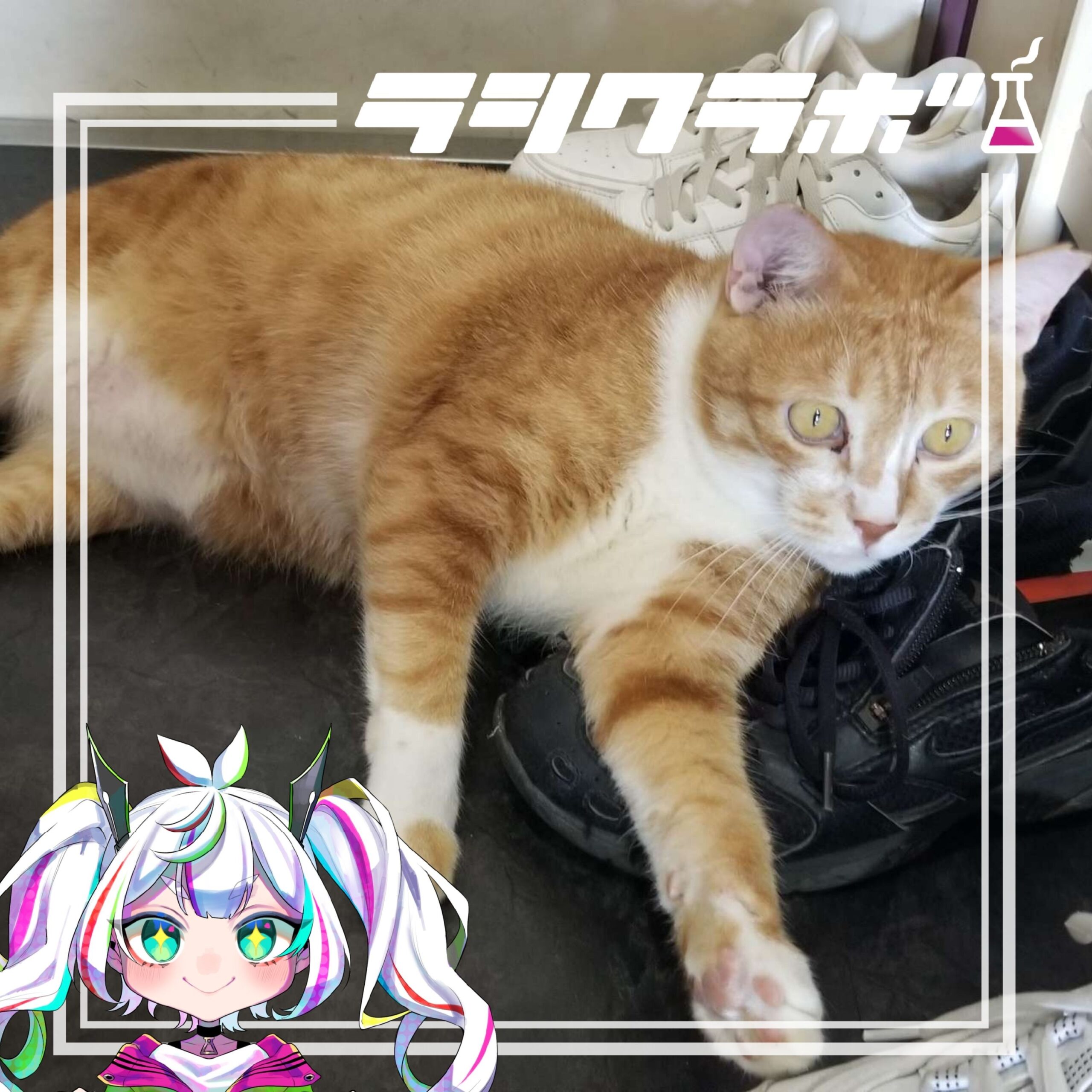 保護猫施設ねこの惑星の様子をご紹介✨