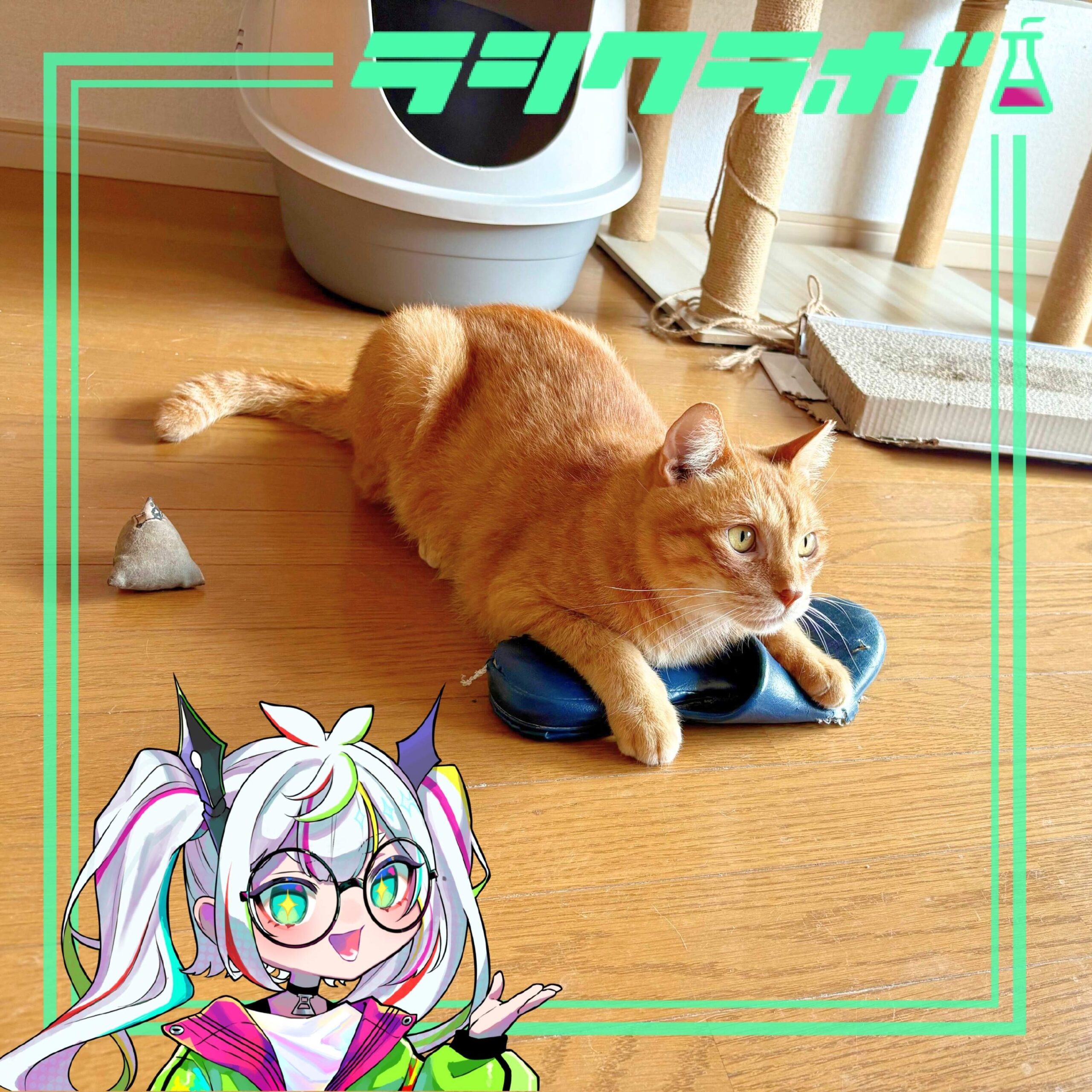 ✨保護猫施設のご紹介🐈