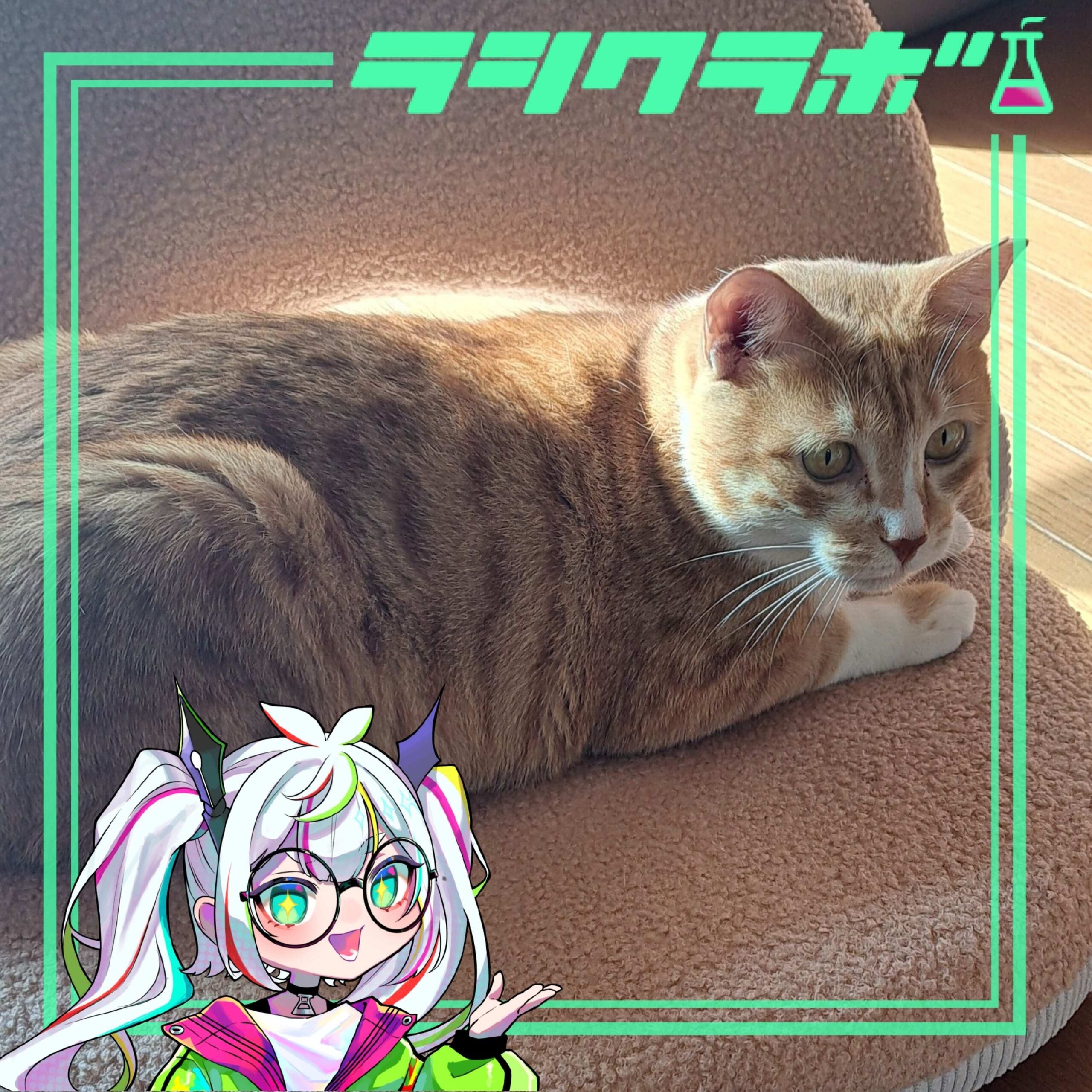 ☀️日向ぼっこがはかどる季節です🐈