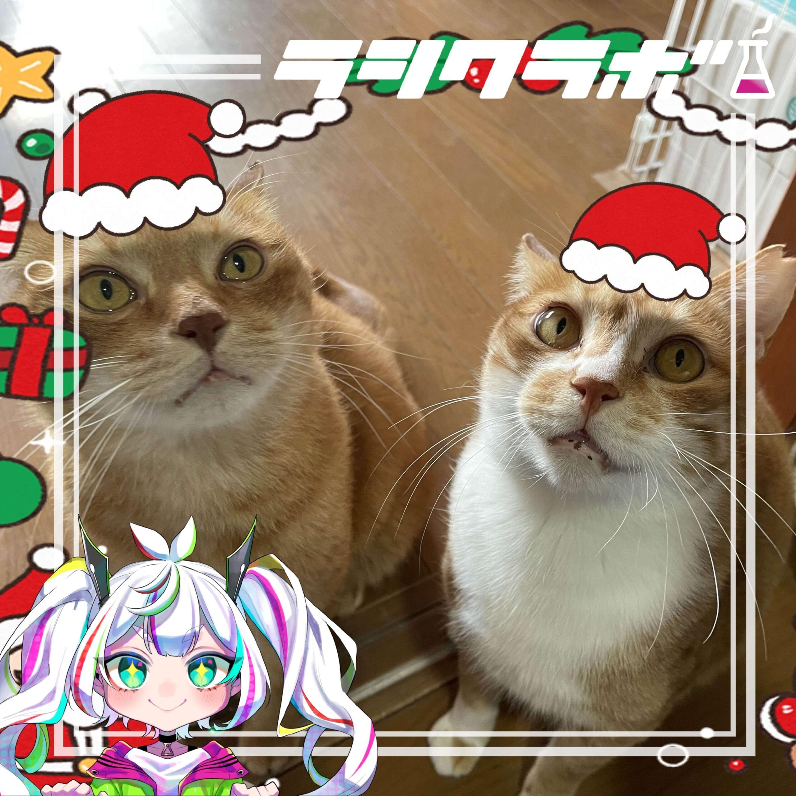 猫わくのテン君ムギ君も、クリスマスで、ご機嫌っ！✨