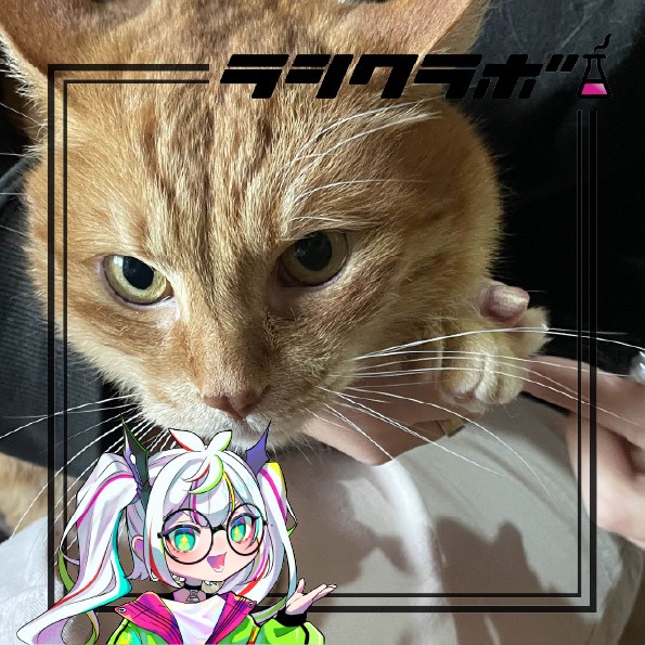 保護猫施設、ねこの惑星の様子を紹介します！