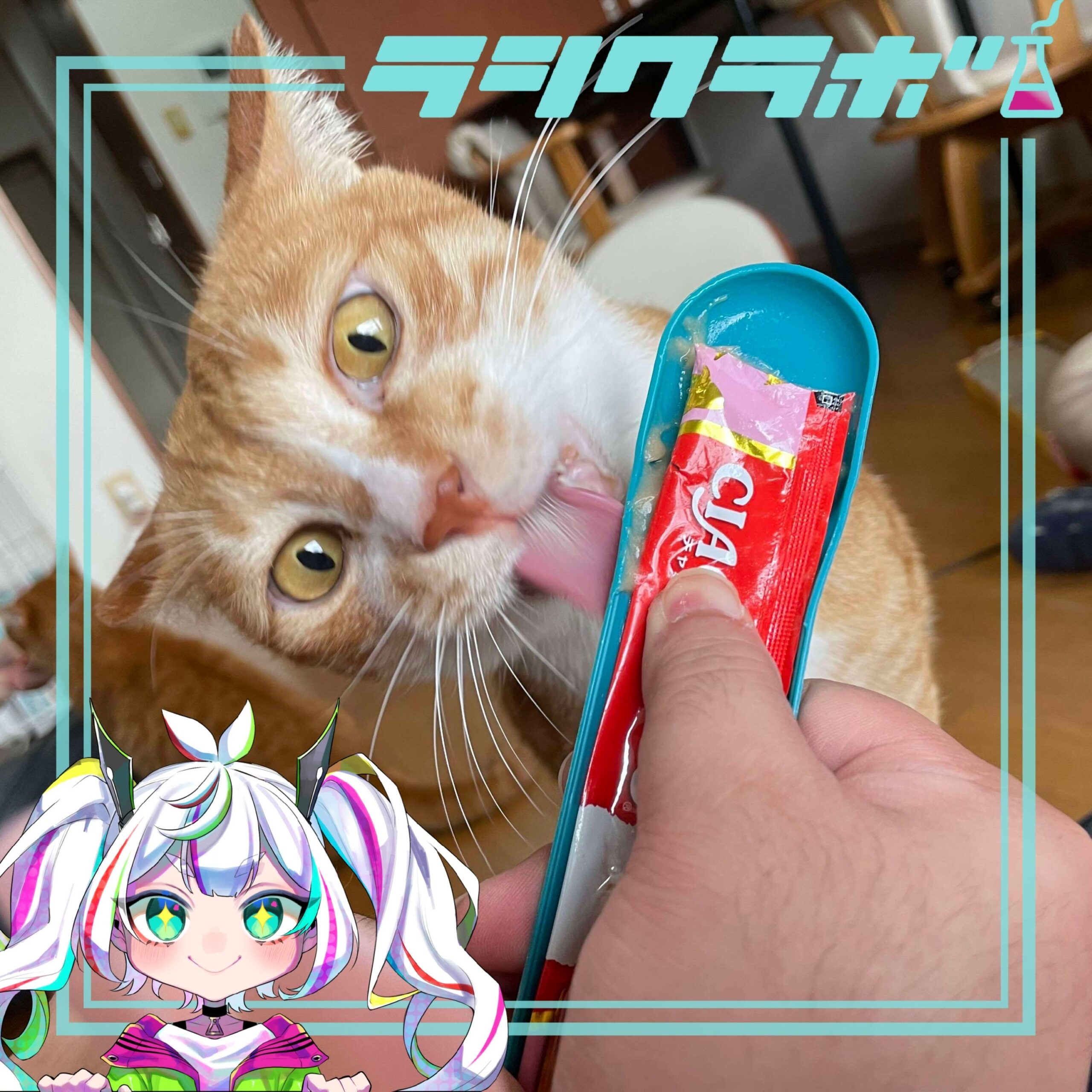 🐈ねこの惑星(保護猫施設)の様子をご紹介🐾