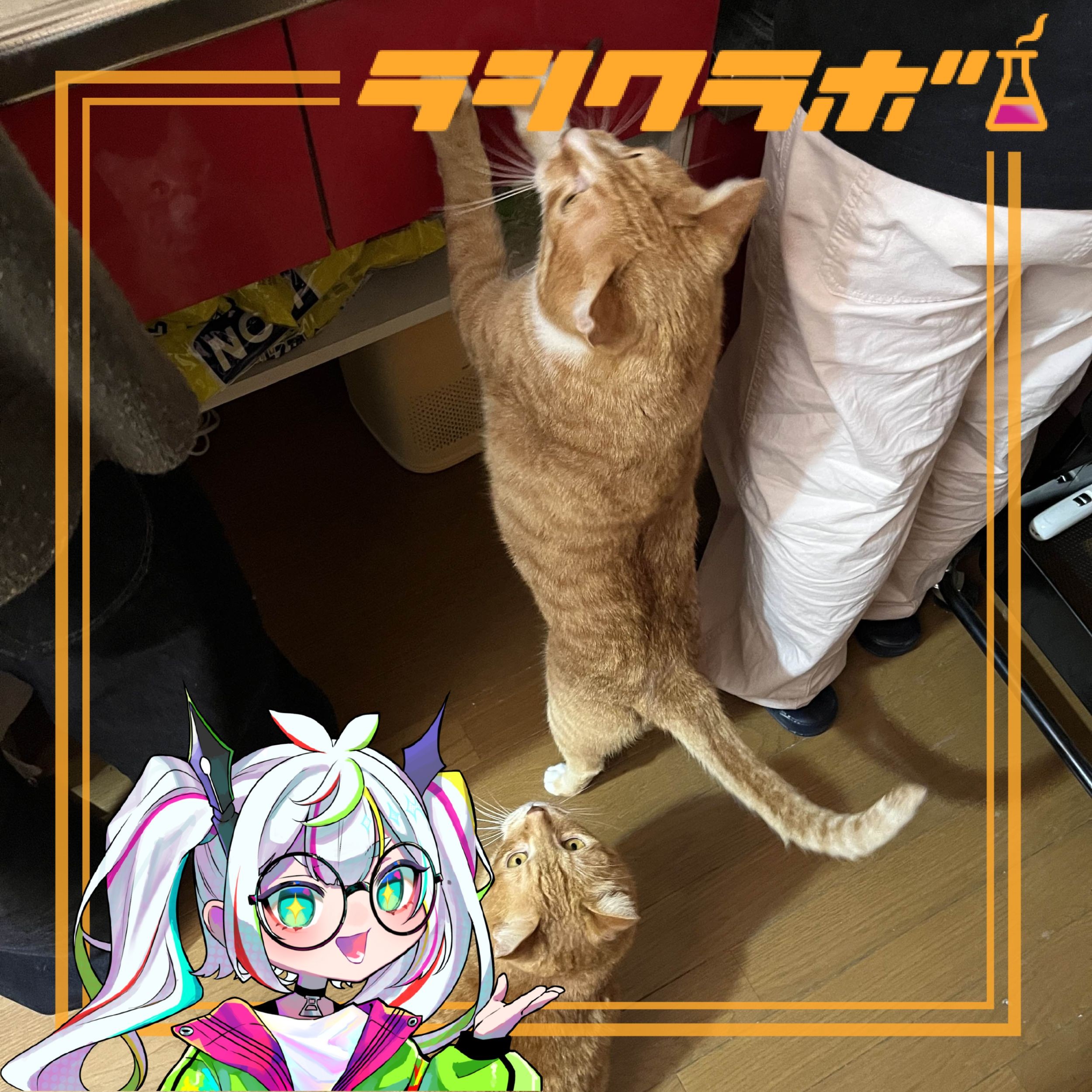 🐱猫惑のテン君」・ムギ君をご紹介🐈✨