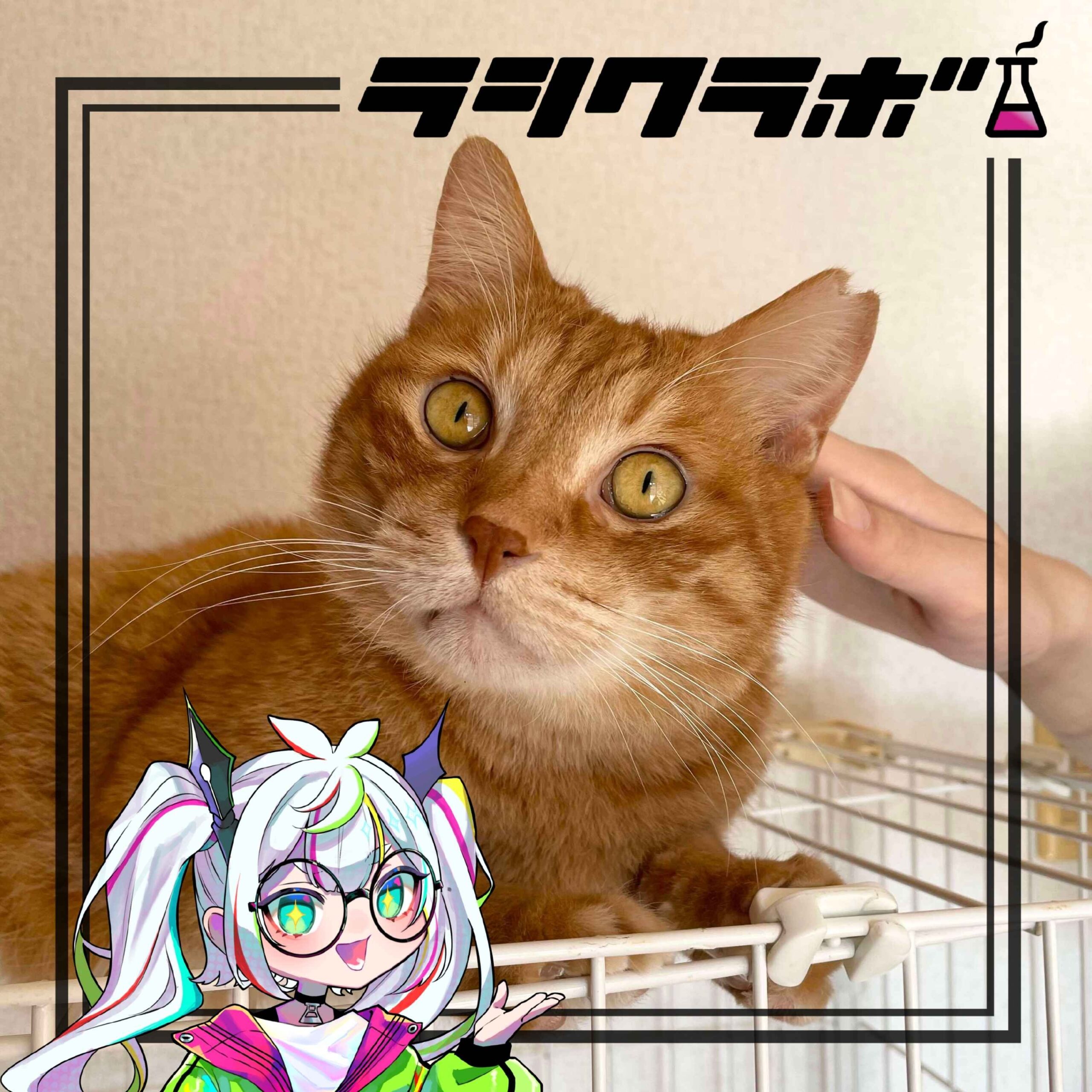 猫の惑星のご紹介✨