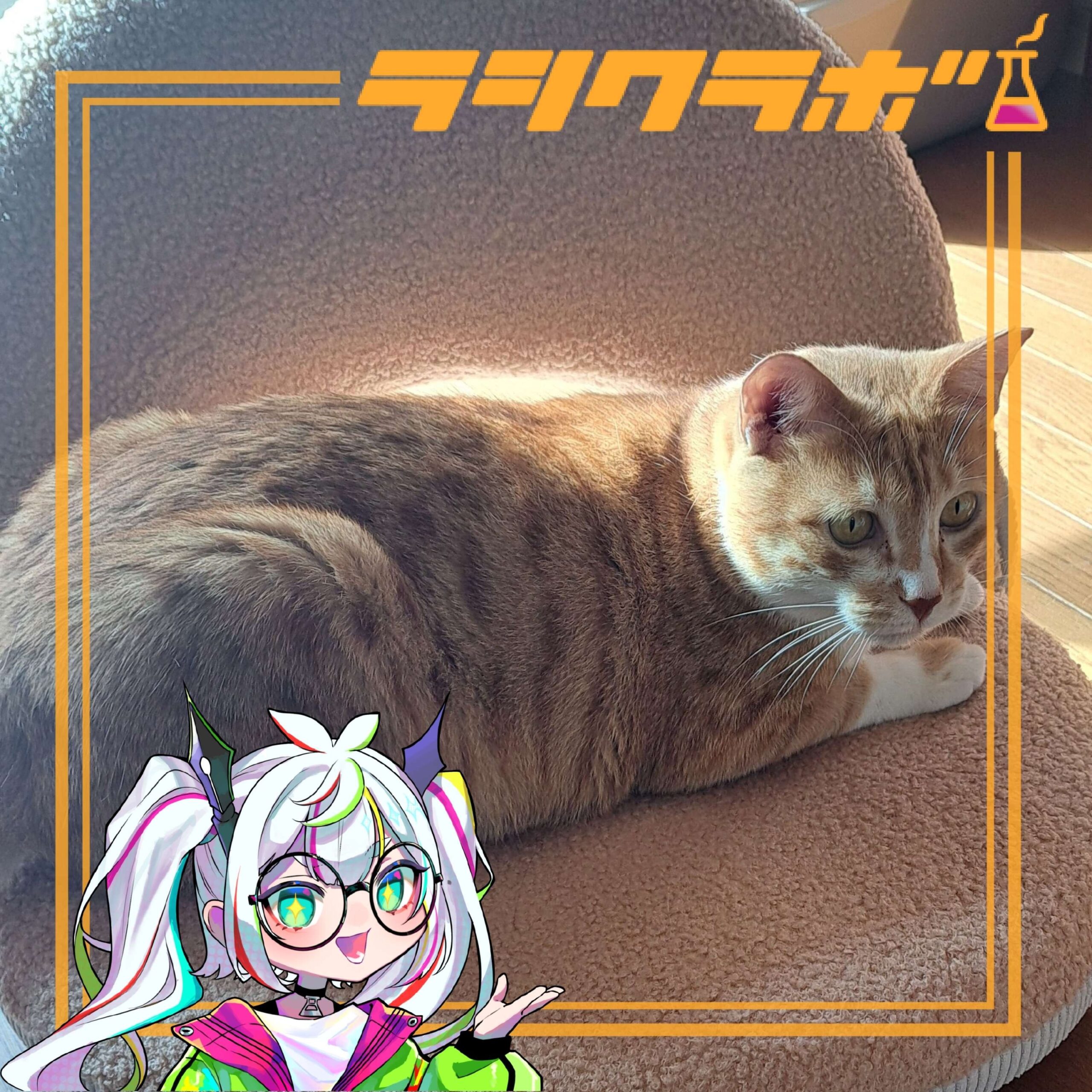 🐈ねこの惑星(猫の保護施設)の様子をご紹介🐾