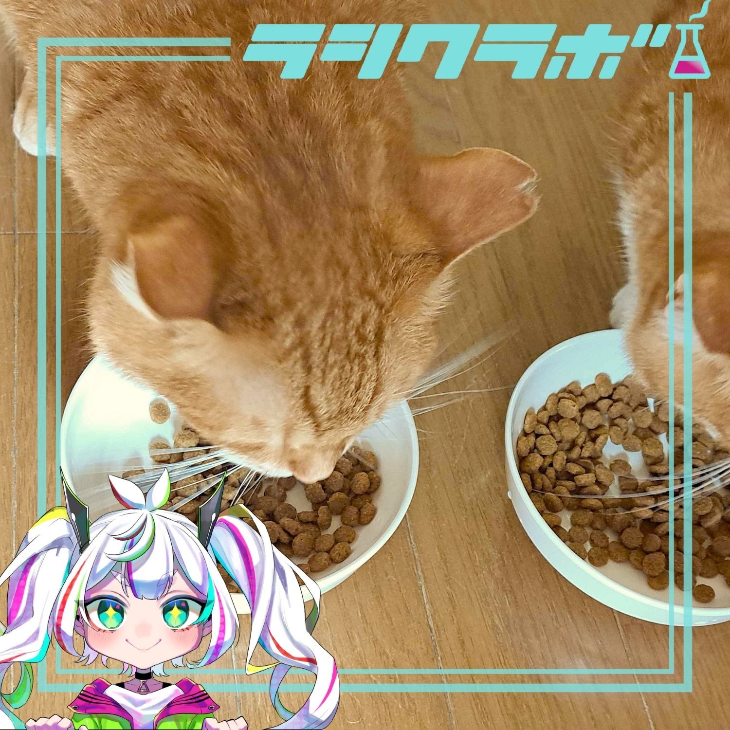 🐈ねこの惑星の様子🐾