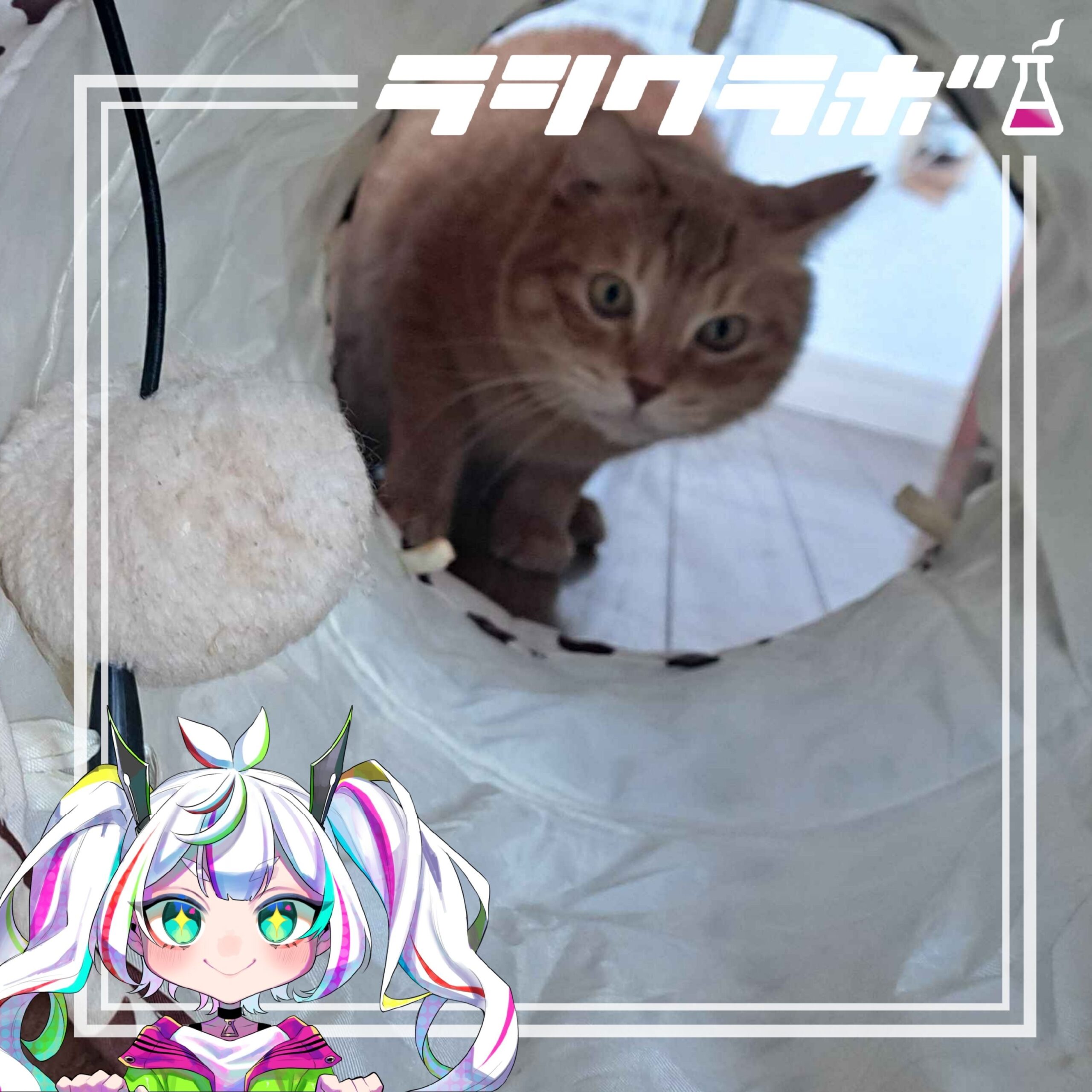 🐈最近のテンくんのお気に入り🐾