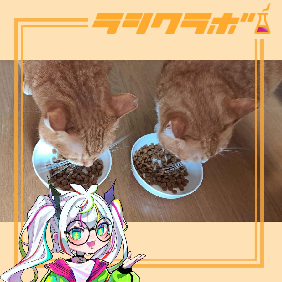 🐱カリカリ食べているテンムギです🐈
