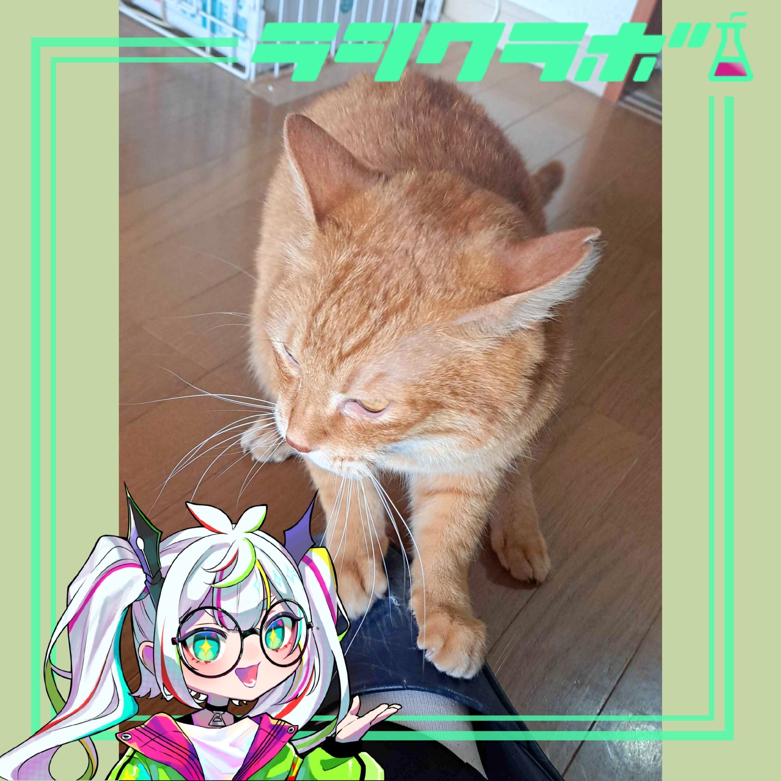 🐈ねこの惑星の様子✨