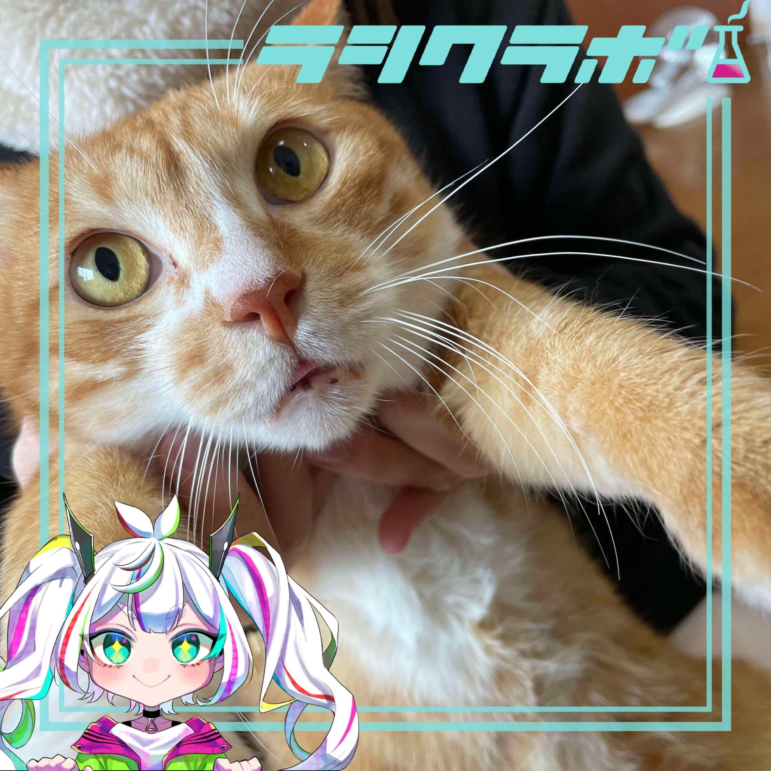 猫の惑星の様子のご紹介✨