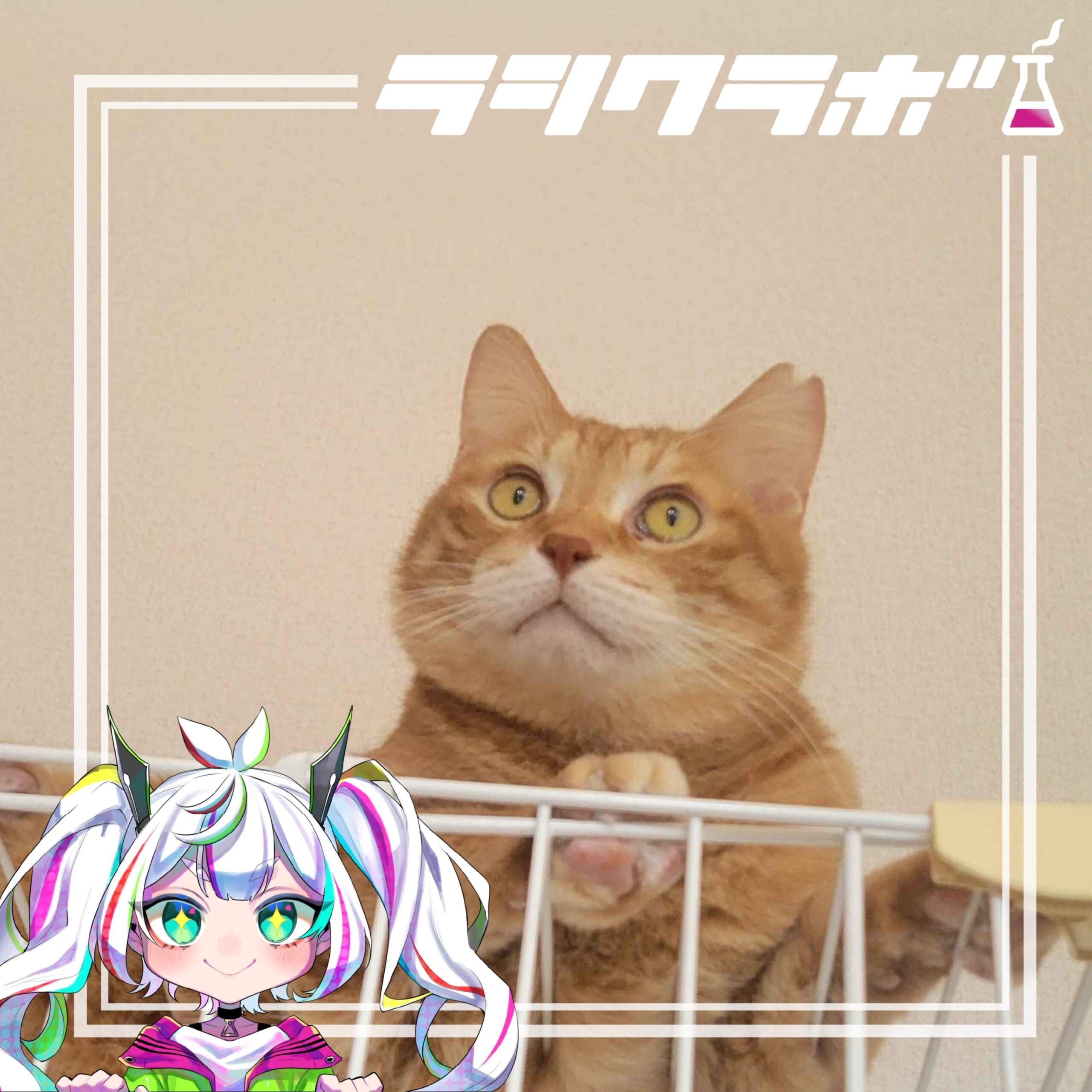 ねこの惑星（保護猫施設）のご紹介！見張りモードテンくん🐱✨