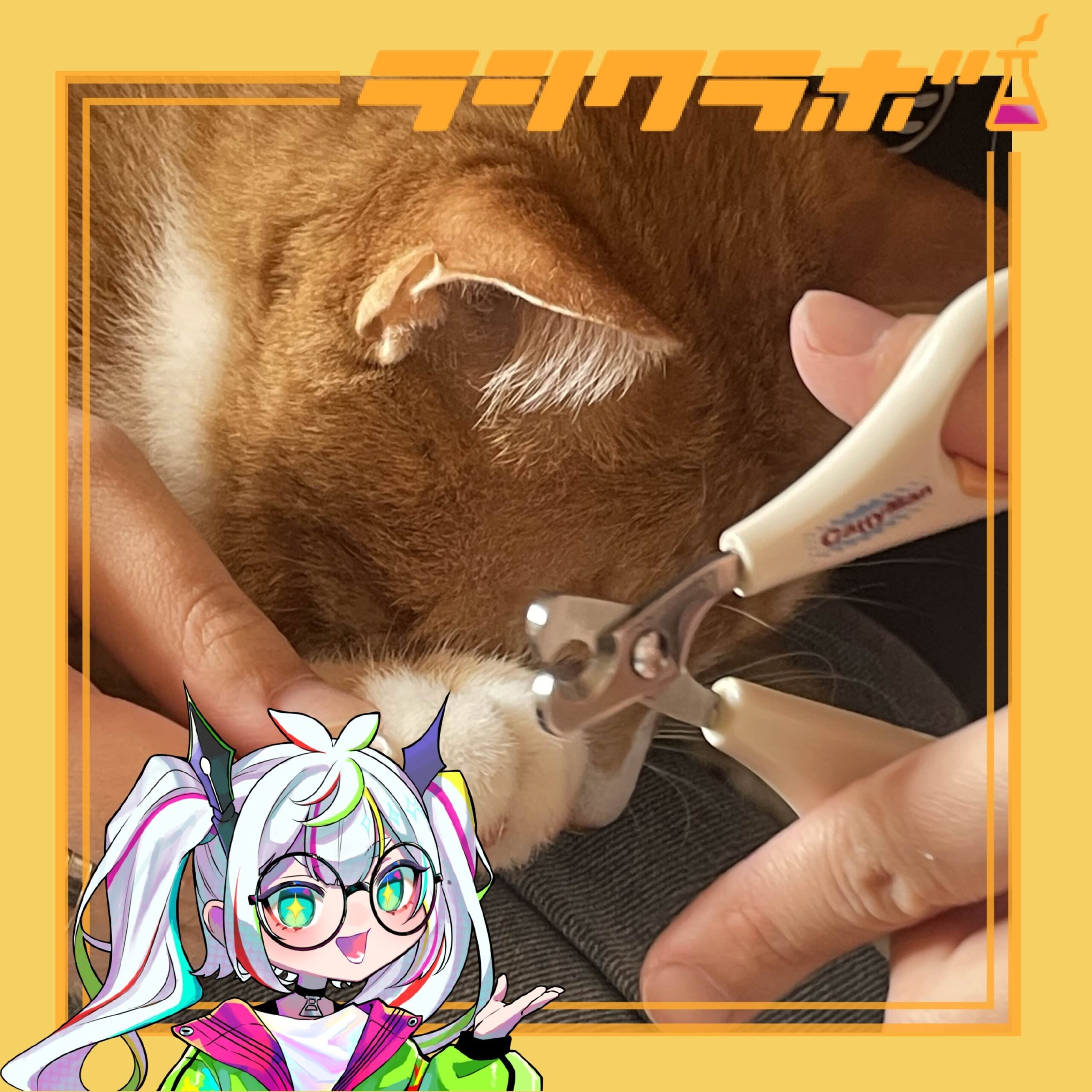 🐈施設外就労先　ねこの惑星の様子🏠