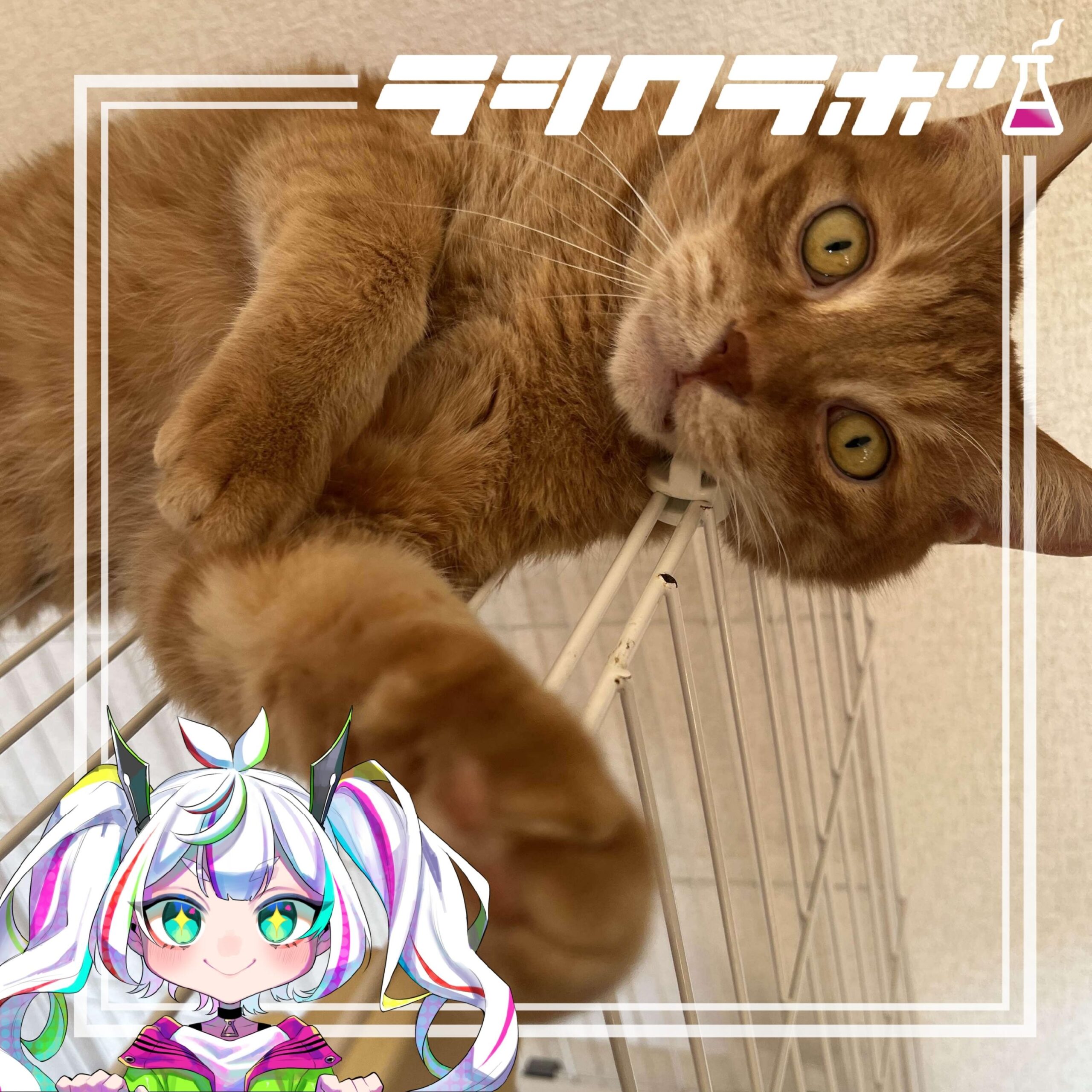 🐈最近のベストショットをご紹介📸