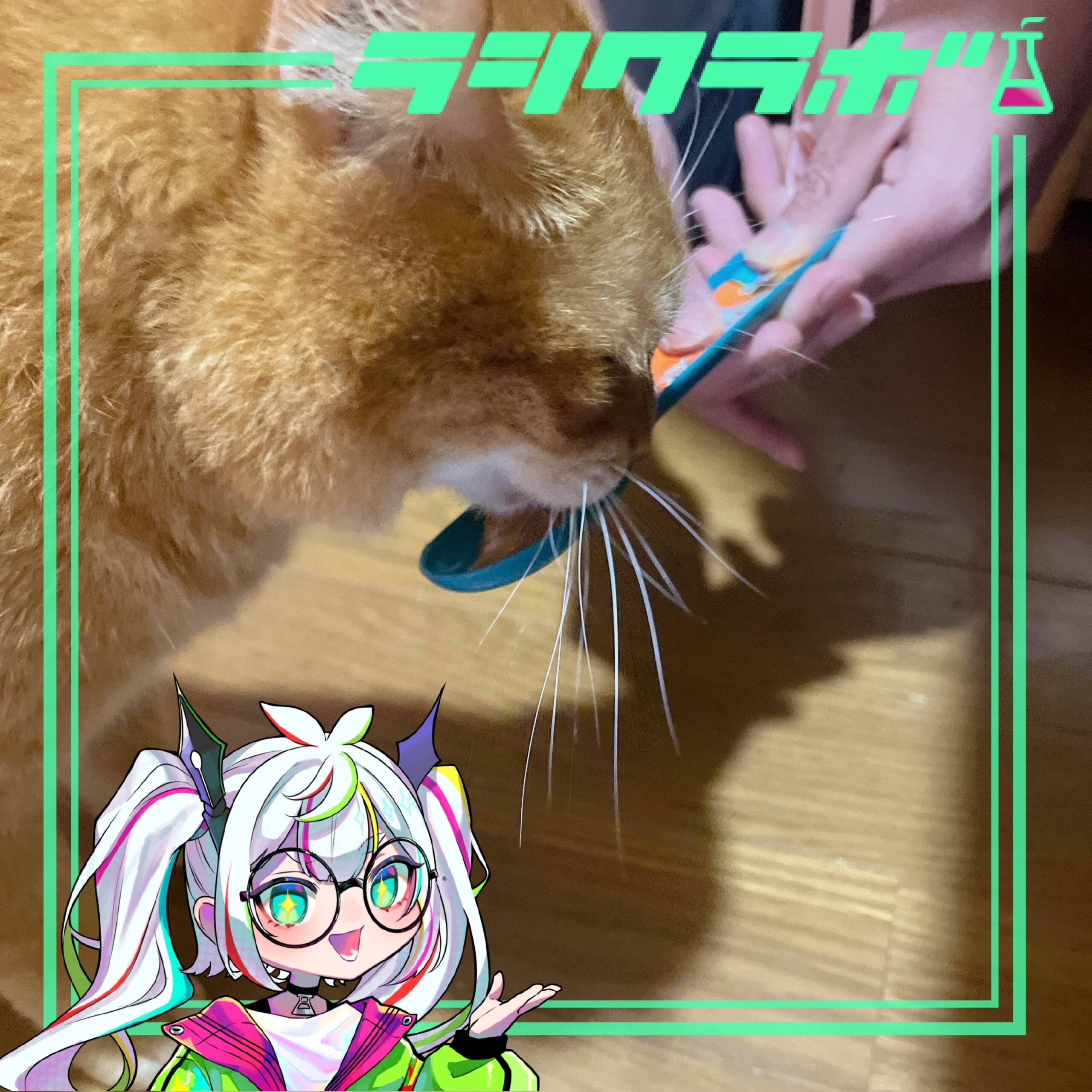 🐈ちゅーるに夢中になってます！🐟