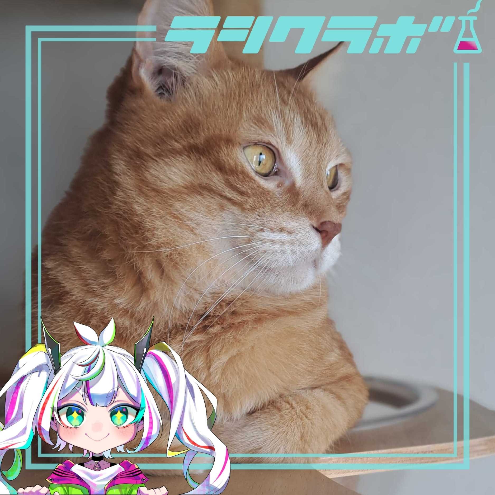 🐈保護猫施設をご紹介✨